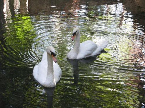 two white swans swimming in a body of water at Massabki Hotel in Chtaura