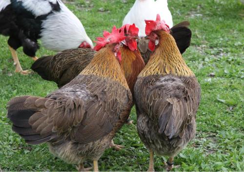 a group of chickens standing in the grass at Touroulet in Suze