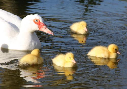 a white goose and four yellow ducks in the water at Touroulet in Suze