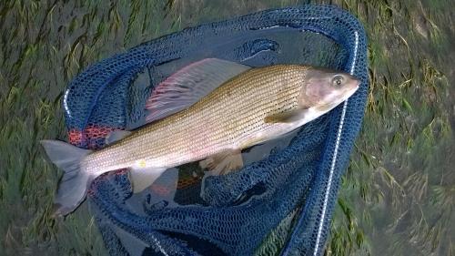 a fish in a blue bag on the water at Hotel Vezzano in Vezzano