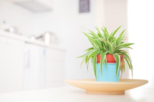 a plant in a blue and red pot on a table at Maksimir-Rebro in Zagreb