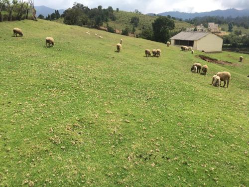 a herd of sheep grazing on a grassy field at Hotel Jc Grand in Kodaikānāl