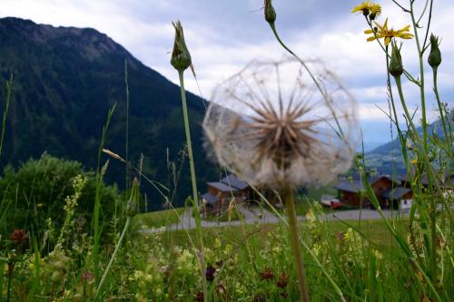 a field of grass with a flower in the foreground at Hotel Gretina in Bezau