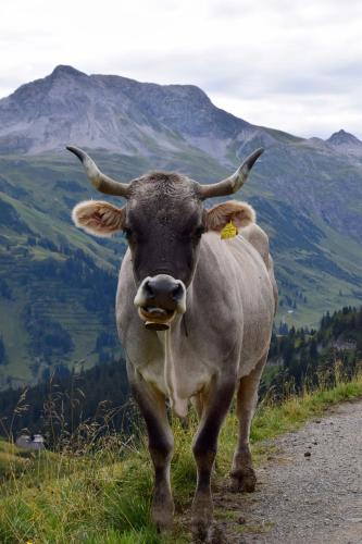 a cow standing on the side of a road at Hotel Gretina in Bezau