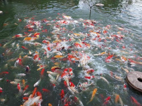a large group of koi fish in a pond at Pongsin Resort in Khun Han