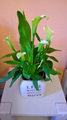 a green plant in a white vase on a table at Domaine de Surgy in Surgy