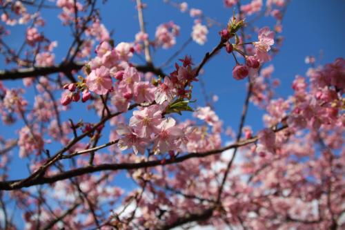 a close up of pink flowers on a tree at Beach Commune Simploose (Adult Only) in Ito