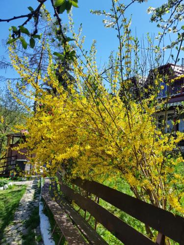a tree with yellow leaves next to a fence at Pension Bran Ioana& SPA in Bran
