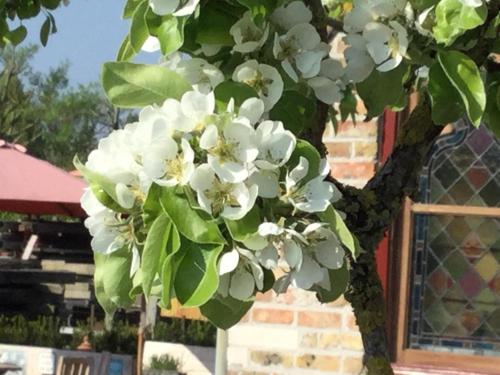 a tree with white flowers in front of a building at De Perelaar in Jabbeke