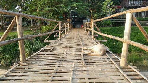 a dog laying down on a wooden bridge at The Nest House in Pai