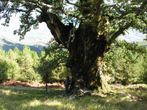 a person standing next to a large tree at Hotel Paradiso Delle Madonie in Castelbuono