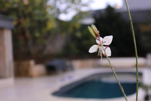 a pink flower next to a swimming pool at Maison de la Garenne & Spa in Vannes