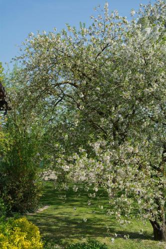 a tree with white flowers on it in a field at Les Rendzines in Nuisement-sur-Coole