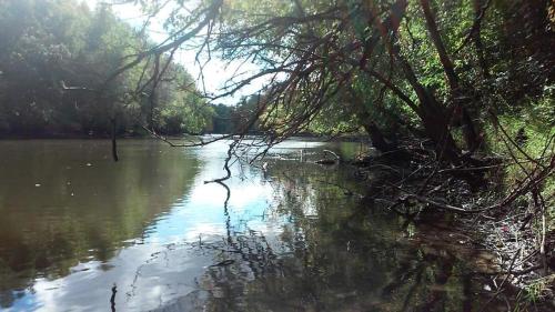 a view of a river with trees in the water at Tortuga Inn in Winamac