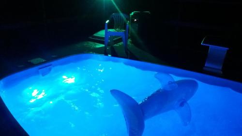 a swimming pool with two sharks in it at chales azaleia todos in São Bento do Sapucaí