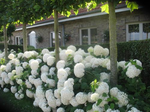 a garden of white flowers in front of a house at B&B Greenhouse 37 in Langemark