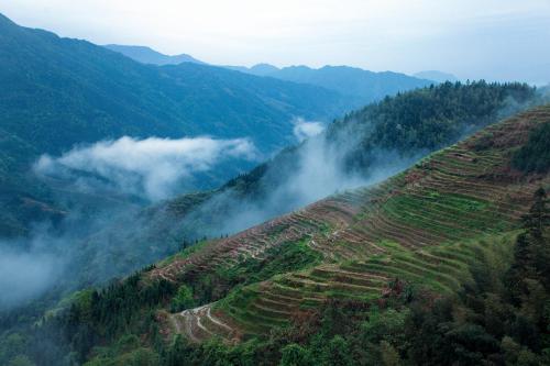 a hillside with a misty valley with rice terraces at Baike Boutique Hotel in Longsheng