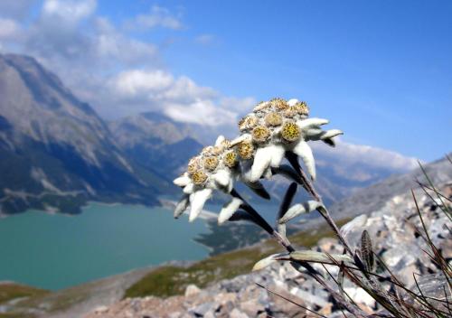 a flower on top of a mountain overlooking a lake at Albergo Adele in Bormio