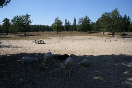 a group of animals laying in the dirt at Under the Oaks in Diever