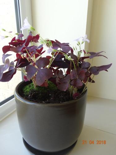 a black pot with purple flowers on a window sill at Hotel Lago Peshtera in Peshtera