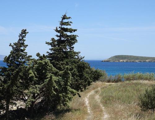 two pine trees on a hill next to the ocean at Flora Apartments in Drios