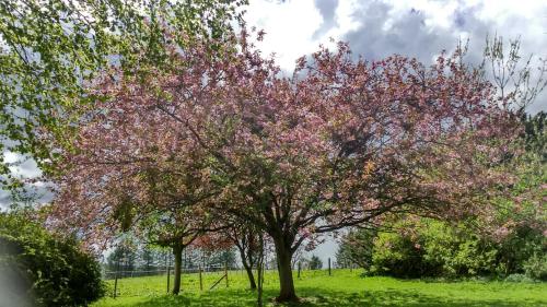 a tree with pink flowers on it in a field at Disblair House in Newmachar
