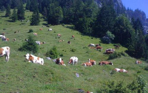 a herd of cows grazing on a grassy hill at Gasthof Pension Alpenblick in Radfeld