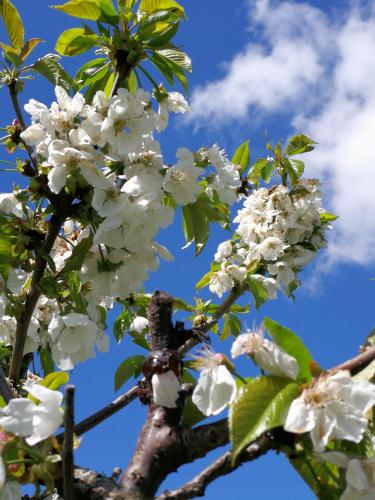 a flowering tree with white flowers on it at B&B Pontesello in Colognola ai Colli
