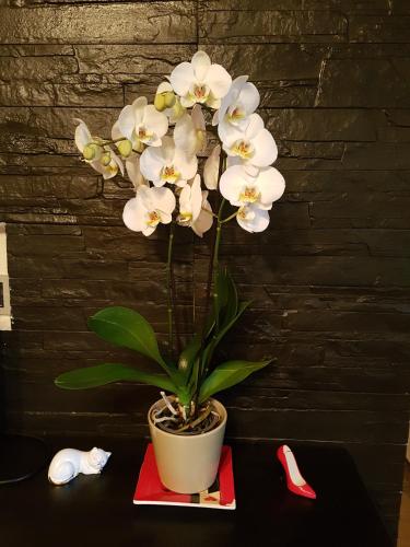 a white plant in a pot on a table at Appartamento Porto Frailis in Tortolì