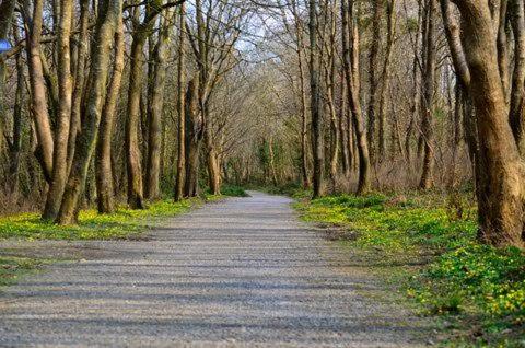 a dirt road with trees on either side at Zoe Bistro & Accommodation in Kilrush