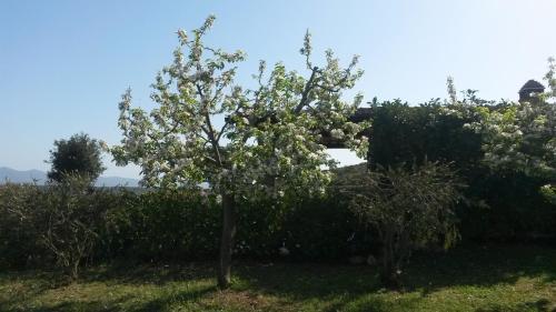 a tree with white flowers on it in a yard at Podere Mammoleta in Fattoria Marsiliana