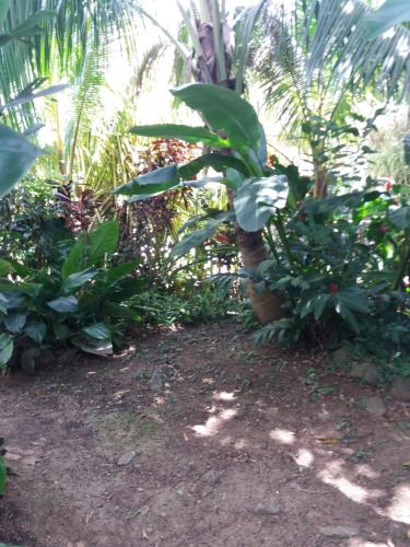 a garden with a palm tree and other plants at Ti Plèn Kréol in Pointe-Noire