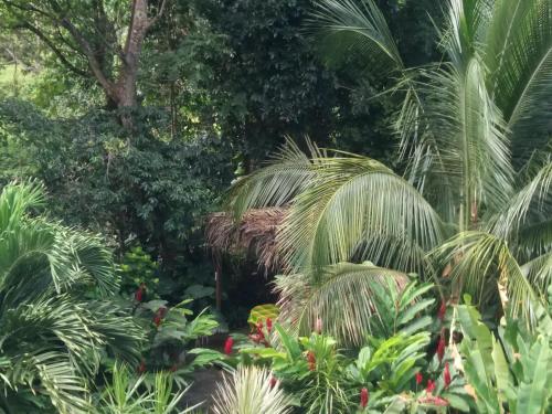 a tropical garden with palm trees and plants at Ti Plèn Kréol in Pointe-Noire