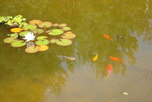 a pond with a bunch of koi fishes at Le Clos Pré in La Voivre