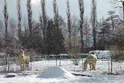 a group of animals standing in the snow at Le Clos Pré in La Voivre