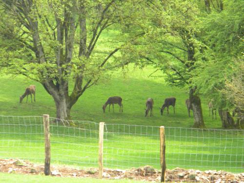 a herd of horses grazing in a field behind a fence at Gîte et Chambres d'hôtes du Domaine du Val Bruant in Arc-en-Barrois