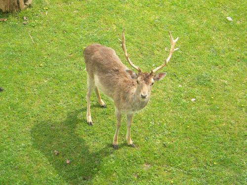 a deer with large antlers standing in the grass at Gîte et Chambres d'hôtes du Domaine du Val Bruant in Arc-en-Barrois