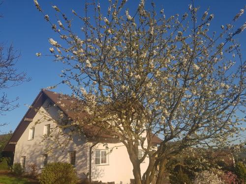 a tree in front of a white house at Vila na Skalce in Česká Kamenice