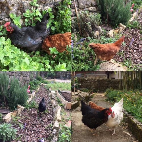 three different pictures of chickens in a garden at Chambres d Hôtes Les Filles Tresy in Passenans