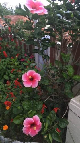 a group of pink flowers in a garden at Colonial 4 B/R Home, Great for Families, Coonoor in Coonoor