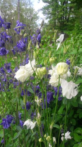 a garden filled with white and blue flowers at Taillefer in Saint Paul de Loubressac