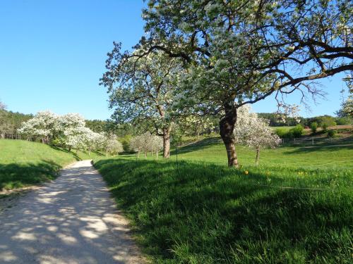 a road with a tree on the side of a field at Pension Himmelreich in Ternitz
