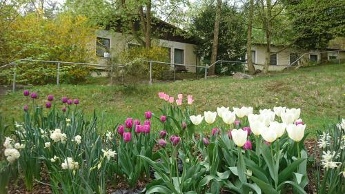 a bunch of tulips in front of a house at Gästehaus Chorin in Chorin