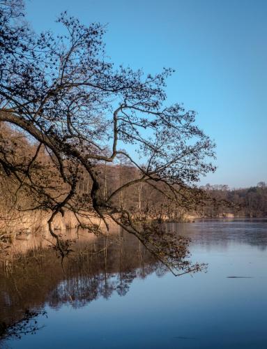 a tree branch hanging over a lake with the water at Gästehaus Chorin in Chorin