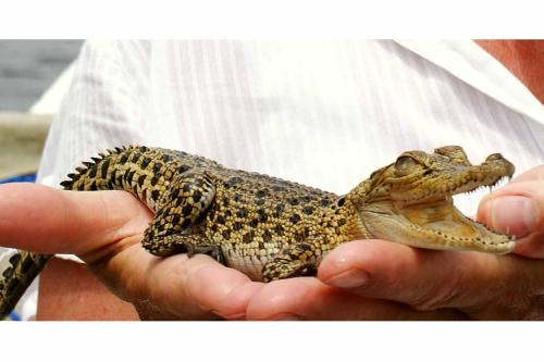 a man holding a small crocodile in his hand at Little Swan Guest house in Bentota