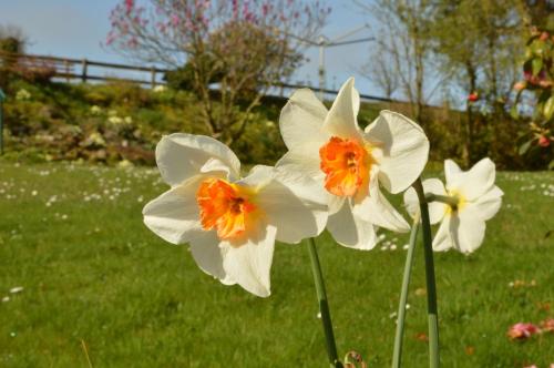 three white and orange flowers in the grass at Bryn Hebog in Carmarthen