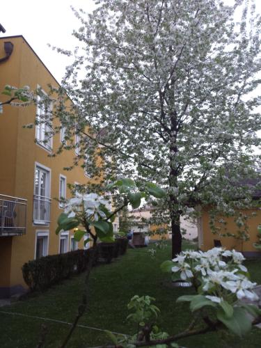 Ein Baum in einem Hof neben einem Gebäude in der Unterkunft Pension Elisabeth in Sankt Pölten