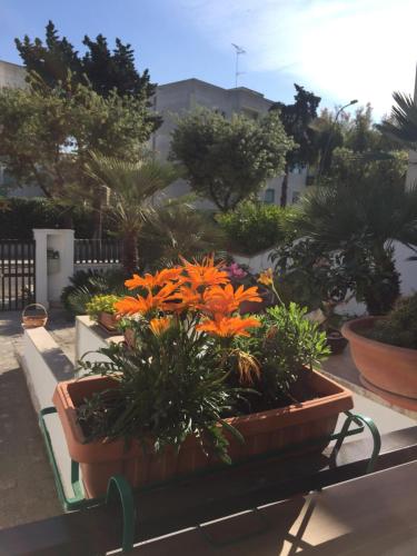 a group of plants in pots on a table at A casa di Gio in Lecce