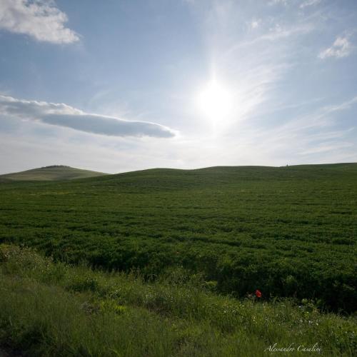 a large green field with the sun in the sky at Agriturismo Selvella in Radicofani