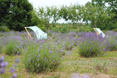 a field of purple flowers with an umbrella at Lavender Village in Kiemeliai